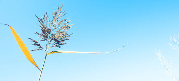 травинка на фоне неба. заживать - long leaf grass blade of grass стоковые фото и изображения