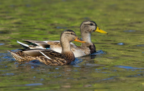 istock Mallard chicks swimming on lake 1182223809