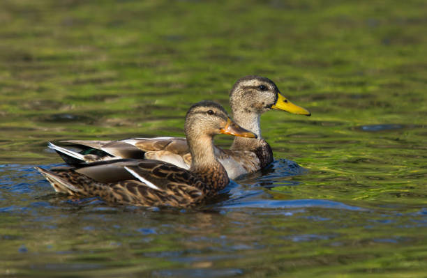 istock Mallard chicks swimming on lake 1182223822