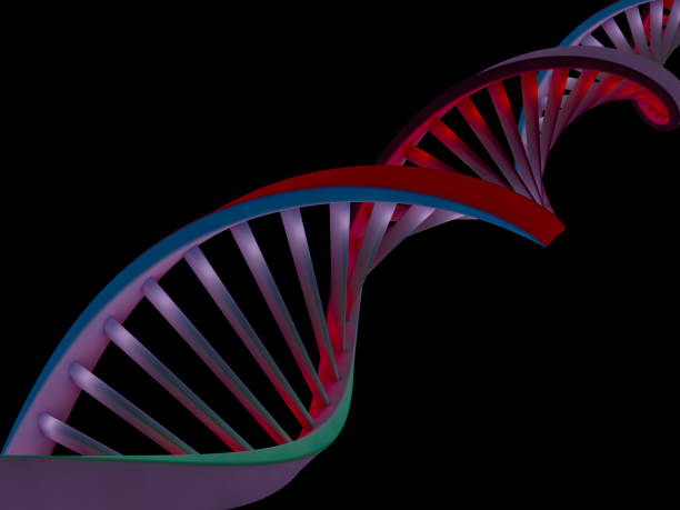 dna鎖抽象的な科学的背景。3d レンダリング - dna helix helix model red ストックフォトと画像