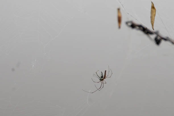 istock Happiness in Nature - Spider Web 1182223999