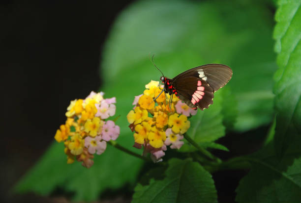 Butterfly garden :Polydamas swallowtail in the Battus family resting on top of a Lantana blooming flowerhead.