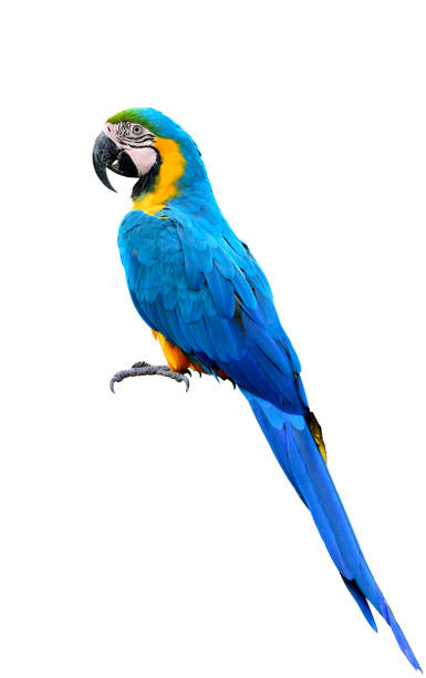 full body of blue-and-yellow or blue-and-gold macaw beautiful parrot isolated on white background full body of blue-and-yellow or blue-and-gold macaw beautiful parrot isolated on white background aviary photos stock pictures, royalty-free photos & images