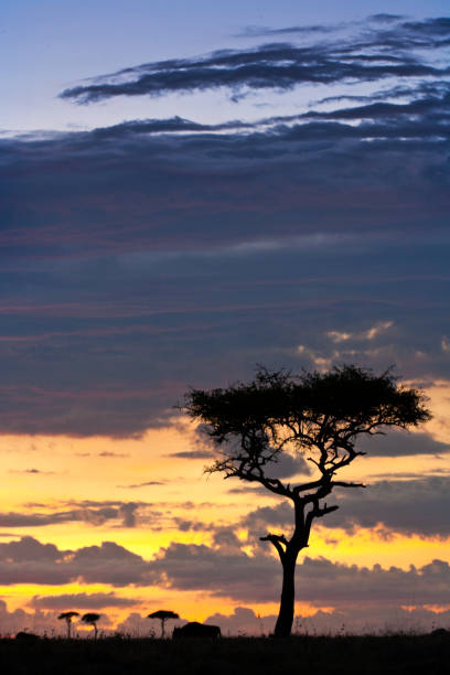 istock African sunset over the Maasai Mara, Kenya. 1182225364