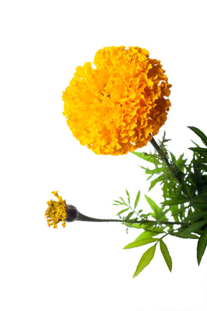 istock yellow terry marigold isolated 1182227434