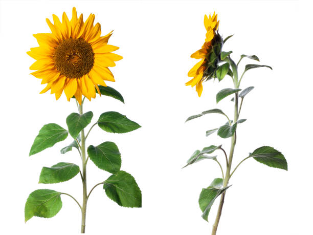 istock sunflower isolated on white background 1182227459