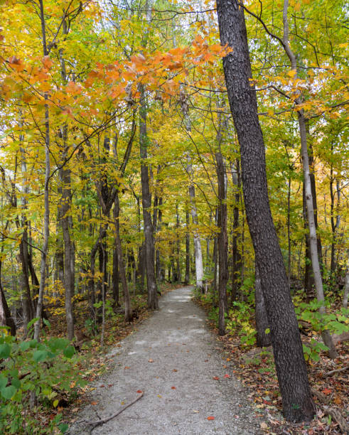 istock Footpath in autumn foliage 1182227604