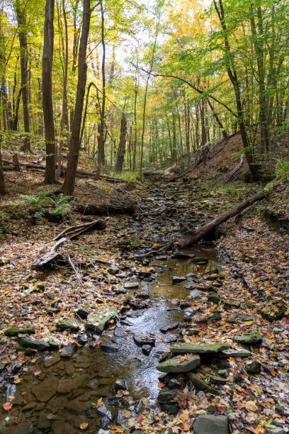 istock Creek in autumn foliage 1182227748