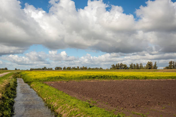 красочный голландский пейзаж польдер осенью - polder autumn dirt field стоковые фото и изображения