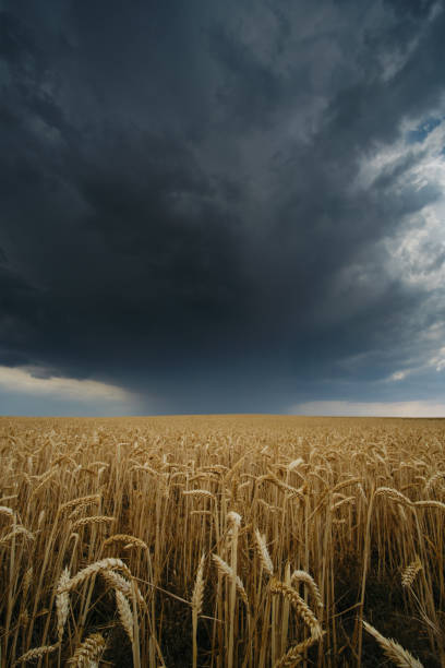 istock Summer Storm On Hay Field in Spain Countryside 1182228026