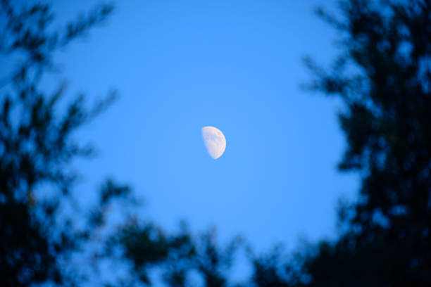 View of half moon seen through trees at dusk. No people.