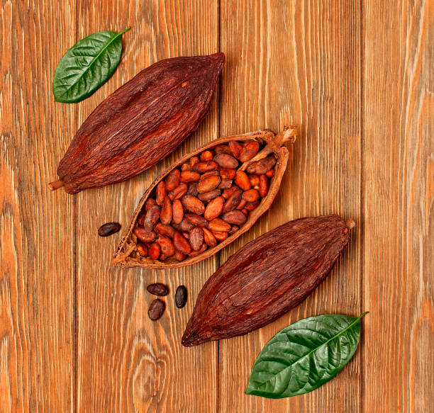 istock Cocoa beans in cacao pod with natural green leaf 1182229175