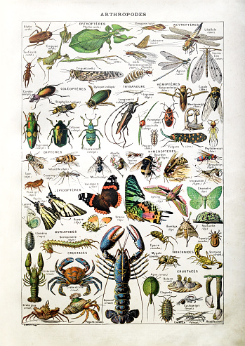 Old illustration about arthropods by Desmoulin printed in the french dictionary 