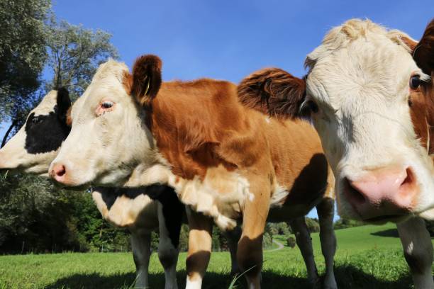 istock Simmental cows on the meadow 1182230518