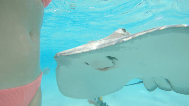 istock UNDERWATER: Gentle stingray comes close to unrecognizable woman feeding it. 1182230705