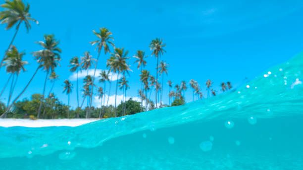 istock HALF IN HALF OUT: Spectacular palm tree beach and emerald sea on hot summer day. 1182230743