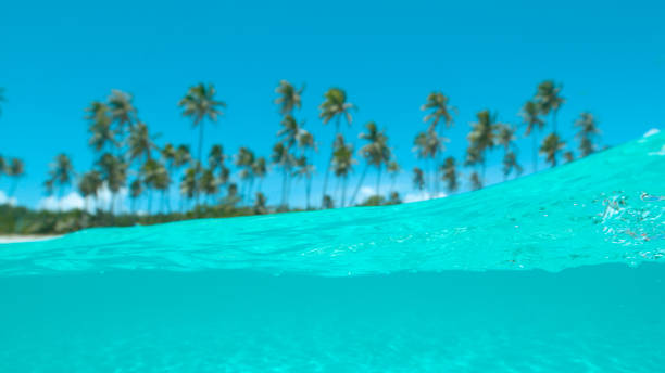 istock HALF IN HALF OUT Tall palm trees and white sand beach overlook the emerald ocean 1182230751