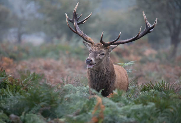 istock Territorial Red Deer Stag in woodland 1182232036