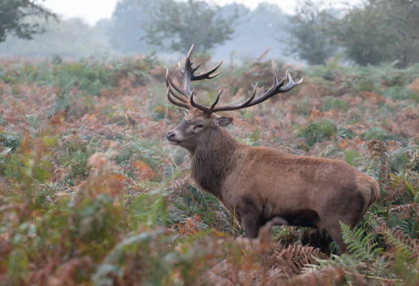 istock Territorial Red Deer Stag in woodland 1182232157