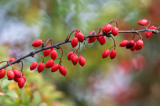 Close-up of a common barberry (Berberis vulgaris) twig with ripe fruits.