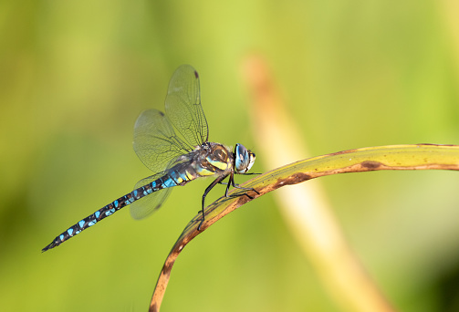 Migrant hawker (Aeshna mixta) resting on reed grass.