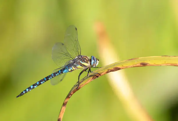 Photo of Resting migrant hawker