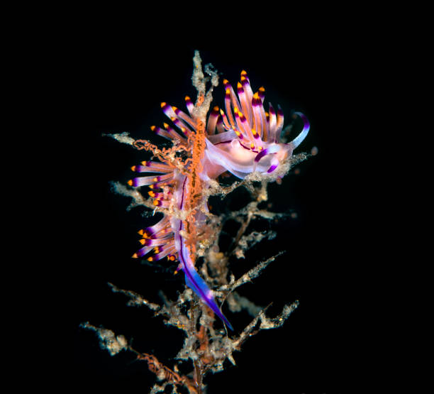 orange nudibranch (Dondice banyulensis) in Costa Brava, Spain.