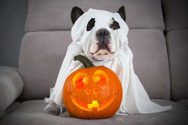 istock Dog dressed up as a ghost and halloween 1182235065