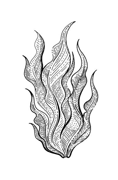 Underwater sea weed, laminaria seaweed sketch icon. Black engraved water element graphics for coloring book, tattoo, print. Ocean doodle hand drawn vector illustration art isolated on white background