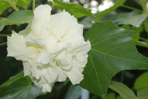 Beautiful Confederate rose flower (Hibiscus mutabilis) on nature background, also known as the Confederate rose, Dixie rosemallow, or the cotton rosemallow,This plant known for its showy flowers.This flower also Changes colors during a day time. hermosa flor de rosa confederada (hibiscus mutabilis) sobre fondo natural, también conocido como la rosa confederada, rosinas dixie, o el rosemallow de algodón,esta planta conocida por sus flores vistosas. esta flor también cambia de color durante un d�