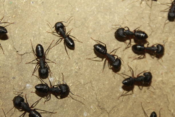 istock Group of Black ants. 1182238264