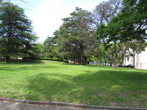 istock Green begins to impose on trees because it is already spring. 1182238545