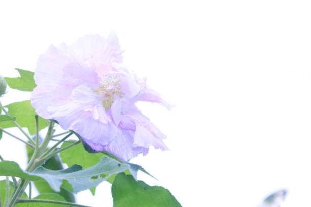 Hibiscus mutabilis against white.