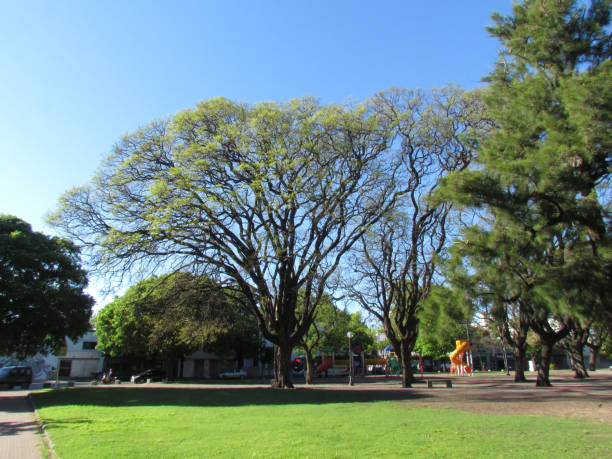 istock Green begins to impose on trees because it is already spring. 1182238642