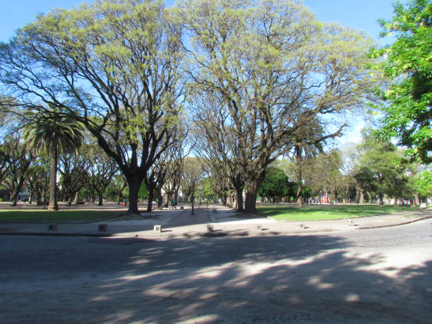 istock Green begins to impose on trees because it is already spring. 1182238720
