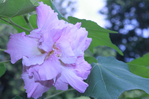 Beautiful Confederate rose flower (Hibiscus mutabilis) on nature background, also known as the Confederate rose, Dixie rosemallow, or the cotton rosemallow,This plant known for its showy flowers.This flower also Changes colors during a day time. hermosa flor de rosa confederada (hibiscus mutabilis) sobre fondo natural, también conocido como la rosa confederada, rosinas dixie, o el rosemallow de algodón,esta planta conocida por sus flores vistosas. esta flor también cambia de color durante un d�