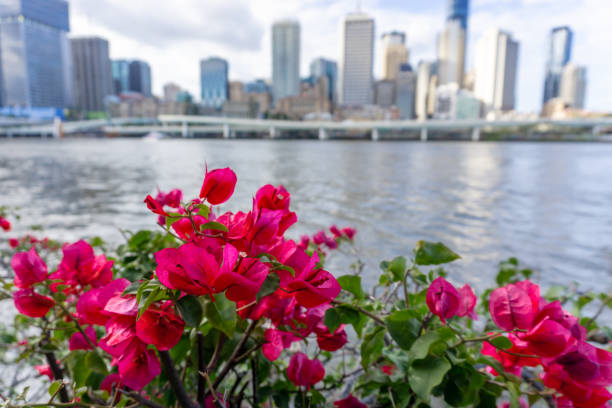istock beautiful city view over the flowers 1182241749