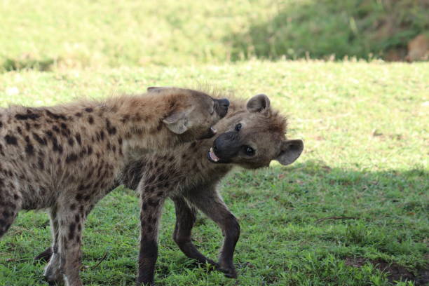 istock Fighting hyenas in the savannah. 1182243726