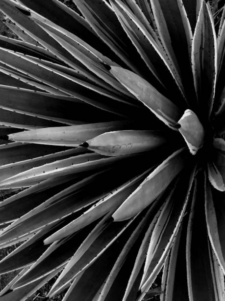 istock Agave plant in black and white 1182244145