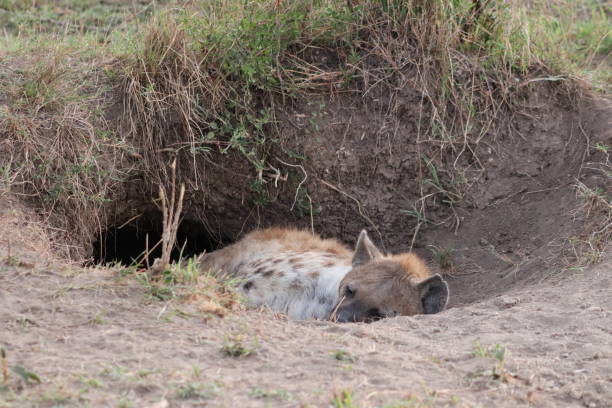 istock Female hyena sleeping in her den. 1182244281