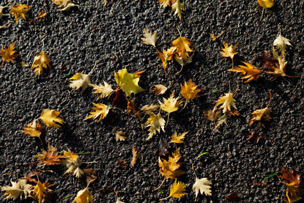 These are yellow / orange autumn leaves of cut-leaf or Swedish birch, Betula pendula 'Dalecarlica' (a variety of silver birch), fallen onto a hard black tarmacadam road. It was first observed in Sweden in 1767. This is Merton, Surrey, England.