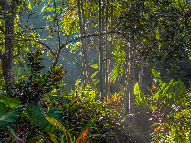 istock scenic rain forest in Bali near Ubud 1182245271