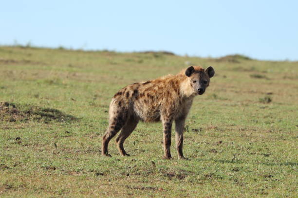 istock Hyena in the african savannah. 1182245282