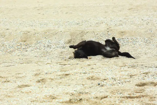 A black dog plays and lies on its back on the sand beach. Cold foggy rainy weather. Walking with pets. Travel street photography. Autumn and winter sea shore background.