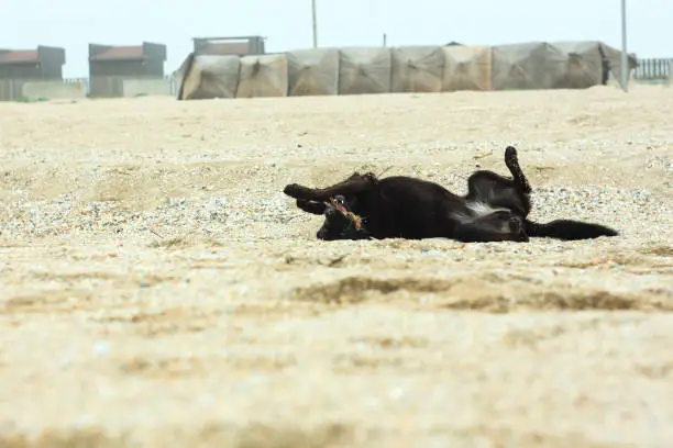 A black dog plays and lies on its back on the sand beach. Cold foggy rainy weather. Walking with pets. Travel street photography. Autumn and winter sea shore background.