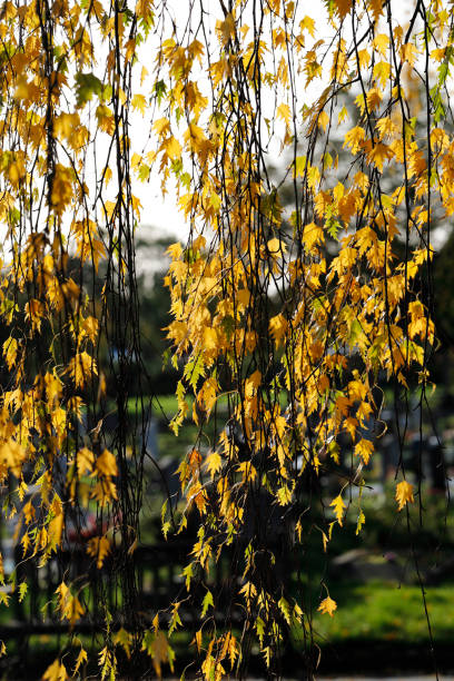 These are yellow / orange autumn leaves of a weeping cut-leaf or Swedish birch, Betula pendula 'Dalecarlica' (a variety of silver birch). This tree was first noted in Sweden in 1767. This is Merton, Surrey, England.