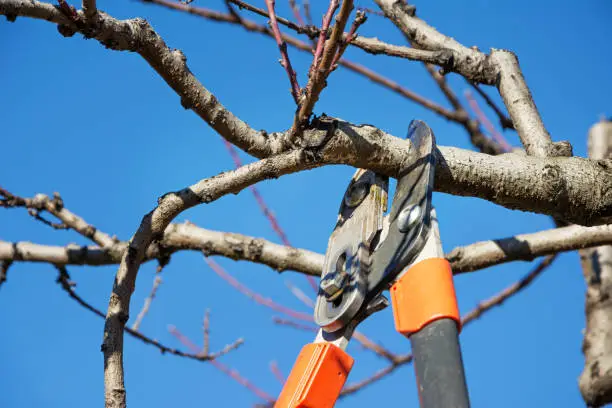 Photo of Seasonal pruning fruit tree with pruning shears