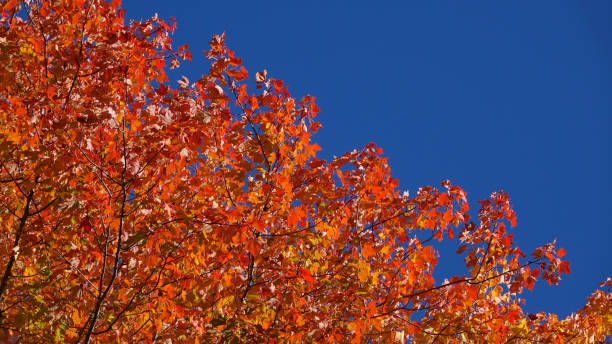 istock BOTTOM UP: Deciduous forest in Vermont changing its colors in the idyllic fall. 1182247617