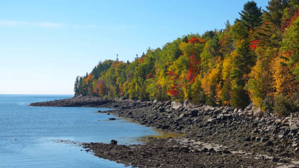 istock AERIAL: Black rocky coast and colorful forest on a beautiful sunny fall day. 1182247891