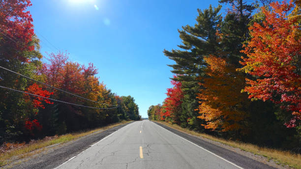 istock LENS FLARE: Empty asphalt road leading through the scenic autumn colored forest. 1182249573